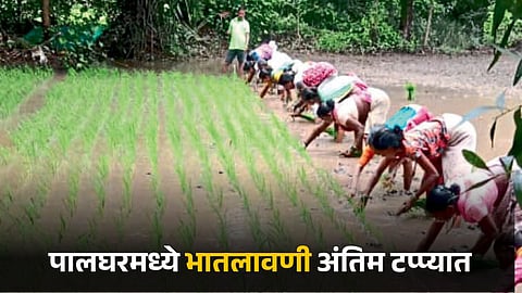 Paddy Plantation