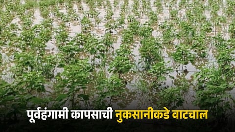 Cotton Crop Damage