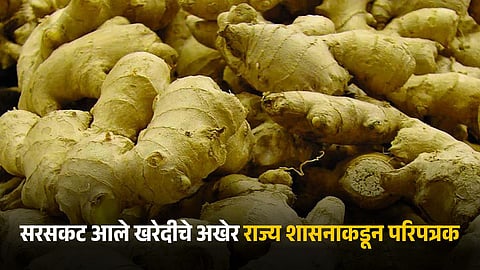 Ginger Procurement