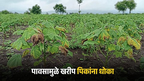 Crop Issue
