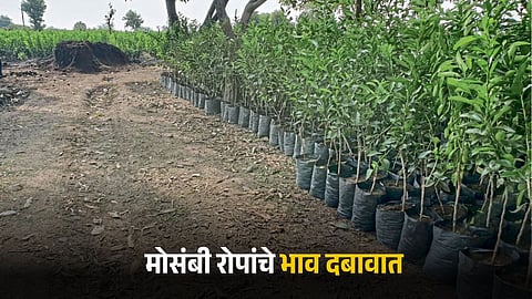 Mosambi Farming