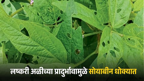 Armyworm Infestation