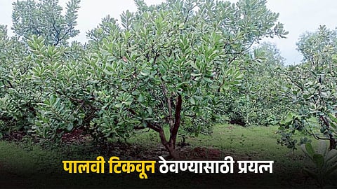 Cashew Farming