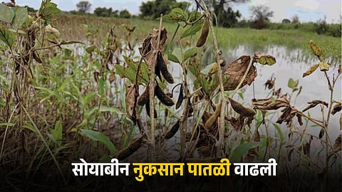Soybean Crop