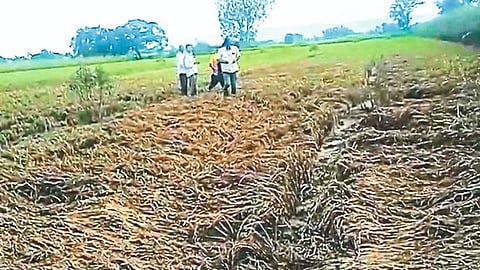 Crop Damagae Flood