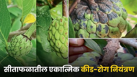 Sitaphal Pest-Disease