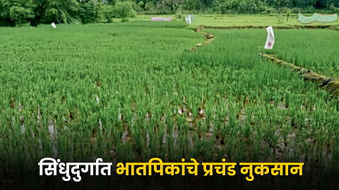 Crop Damage