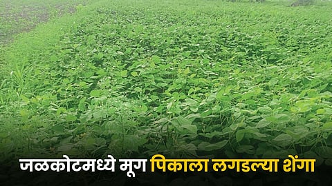 Moong Crop