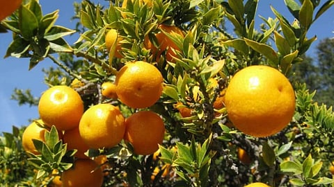 Clean Plant Program
