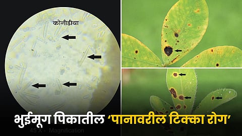 Groundnut Crop Disease