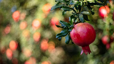 Pomegranate