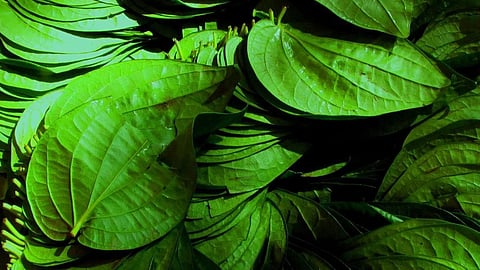 Betel Leaf