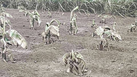 Crop Damage