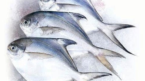 Silver Pomfret