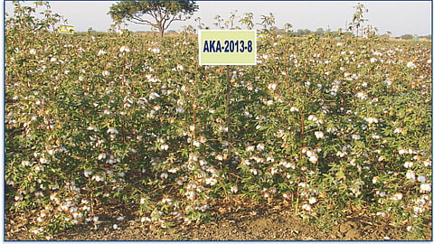 Desi Cotton Variety