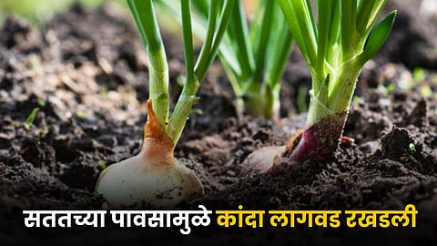 Onion Farming
