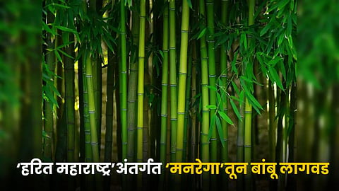 Bamboo Farming