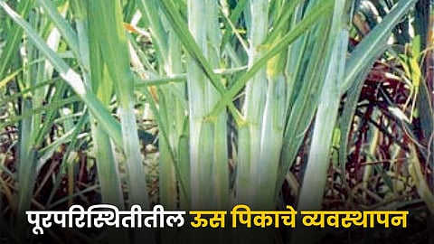 Sugarcane Crop