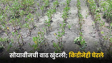 Crop Damage Issue