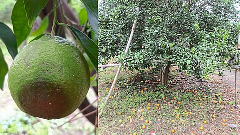 Citrus Crop Disease Management