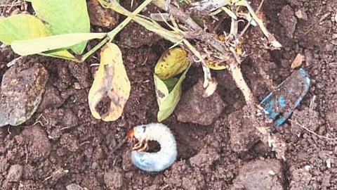 Sugarcane Farmer Desperate