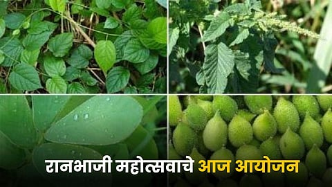 Vegetable Festival