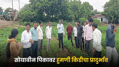 Soybean Crop Issue