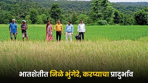 Paddy Farming