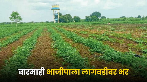 Vegetable Farming