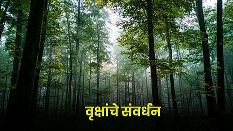 Tree Conservation 