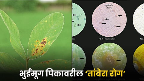 Groundnut Disease