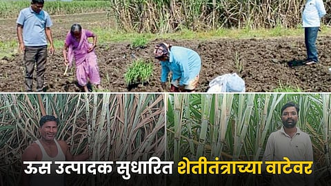 Sugarcane Farming