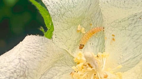Cotton Pink Bollworm 