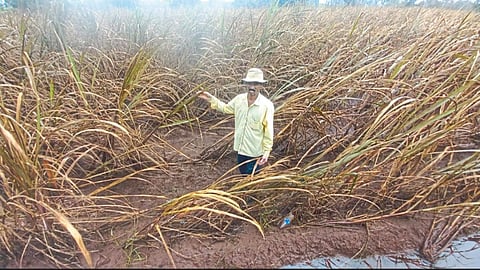 Kolhapur Flood 
