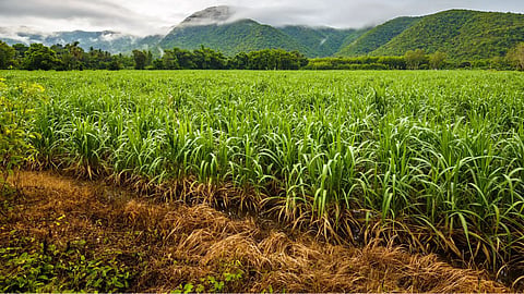 Sugarcane Crop Insurance