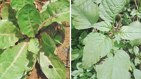 Wild Vegetables 
