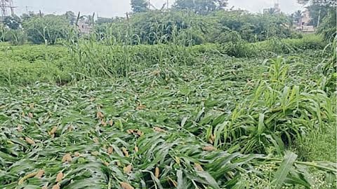 Crop Damage 