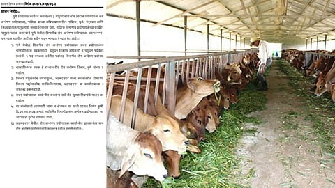 Animal Husbandry