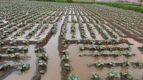Rain