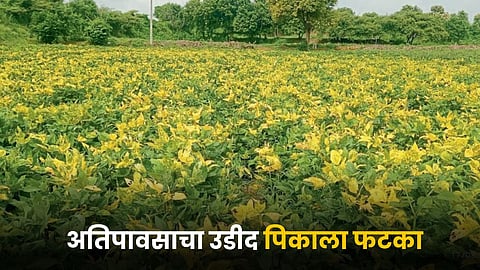 Crop Damage