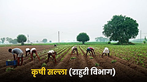 Crop Advisory