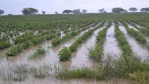 Kolhapur Rain Yellow Alert
