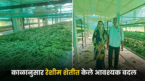Sericulture Farming