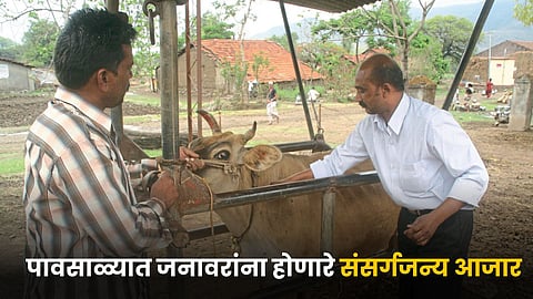 Livestock Diseases