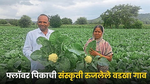 Cauliflower Farming
