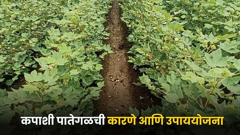 Cotton Crop Issues