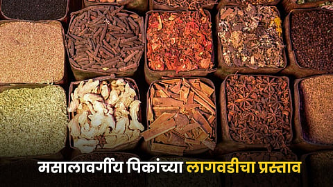 Spice Farming