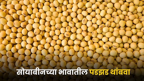 Soybean 