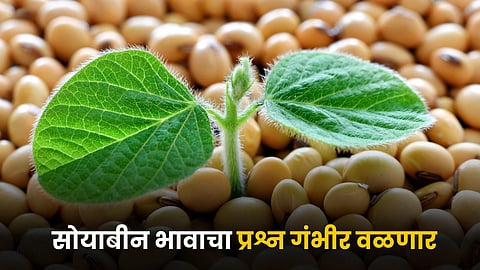 Soybean