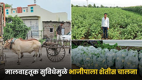 Vegetable Farming 